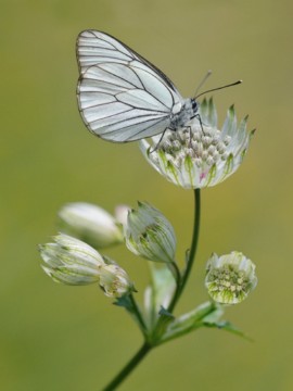 C. Decollewaert