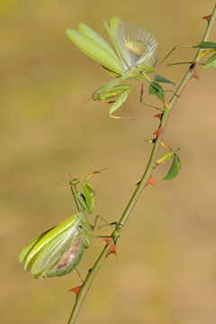 C. Decollewaert